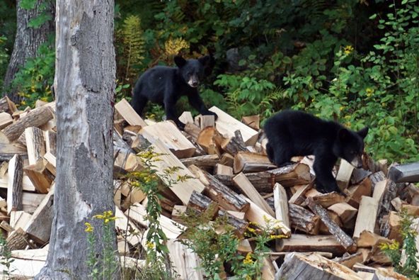 bear.jpg