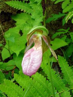 flowers1.JPG